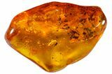 Detailed Fossil Fly (Dolichopodidae) In Baltic Amber #163508-1